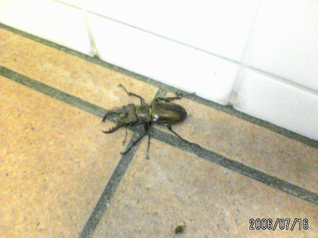 ���̉摜�̒��쌠��
Hiroshima Inline Hockey League(HIHL)�ɂ���܂��B�摜�f�[�^�̖��f�]�p�͌ł����f��\���グ�܂��B