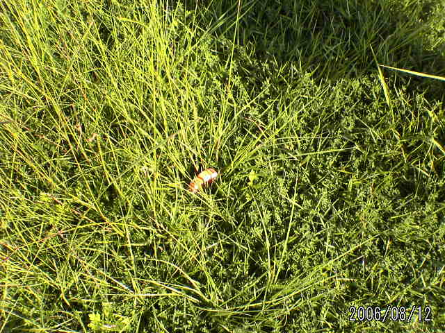 ���̉摜�̒��쌠��
Hiroshima Inline Hockey League(HIHL)�ɂ���܂��B�摜�f�[�^�̖��f�]�p�͌ł����f��\���グ�܂��B