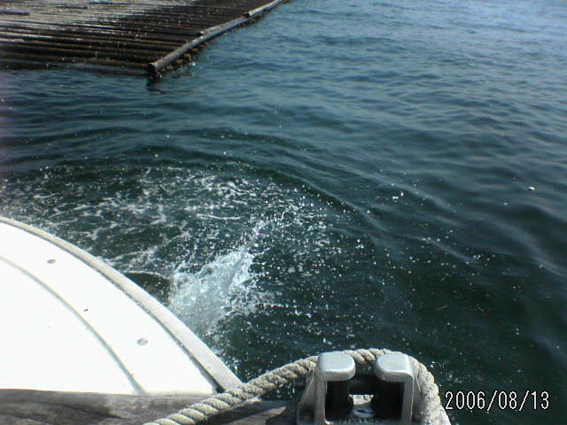 ���̉摜�̒��쌠��
Hiroshima Inline Hockey League(HIHL)�ɂ���܂��B�摜�f�[�^�̖��f�]�p�͌ł����f��\���グ�܂��B