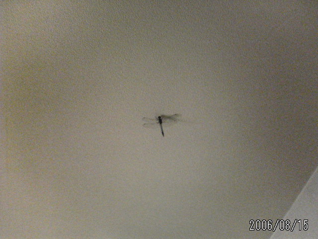 ���̉摜�̒��쌠��
Hiroshima Inline Hockey League(HIHL)�ɂ���܂��B�摜�f�[�^�̖��f�]�p�͌ł����f��\���グ�܂��B