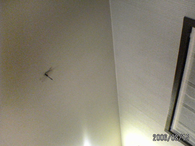 ���̉摜�̒��쌠��
Hiroshima Inline Hockey League(HIHL)�ɂ���܂��B�摜�f�[�^�̖��f�]�p�͌ł����f��\���グ�܂��B