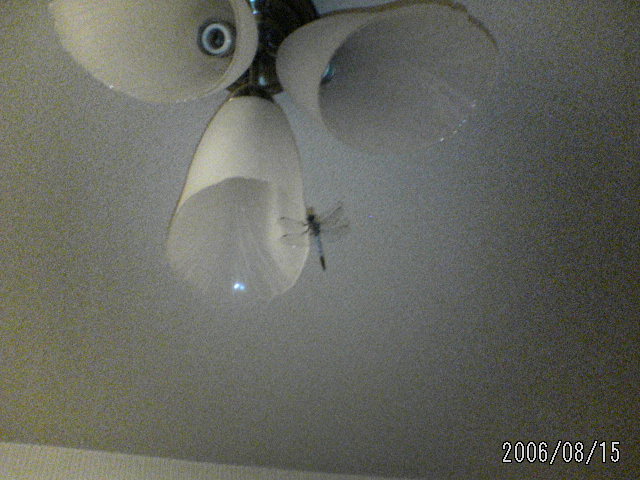 ���̉摜�̒��쌠��
Hiroshima Inline Hockey League(HIHL)�ɂ���܂��B�摜�f�[�^�̖��f�]�p�͌ł����f��\���グ�܂��B