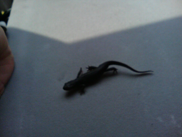 ���̉摜�̒��쌠��
Hiroshima Inline Hockey League(HIHL)�ɂ���܂��B�摜�f�[�^�̖��f�]�p�͌ł����f��\���グ�܂��B