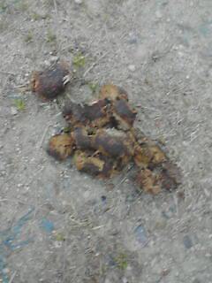 ���̉摜�̒��쌠��
Hiroshima Inline Hockey League(HIHL)�ɂ���܂��B�摜�f�[�^�̖��f�]�p�͌ł����f��\���グ�܂��B