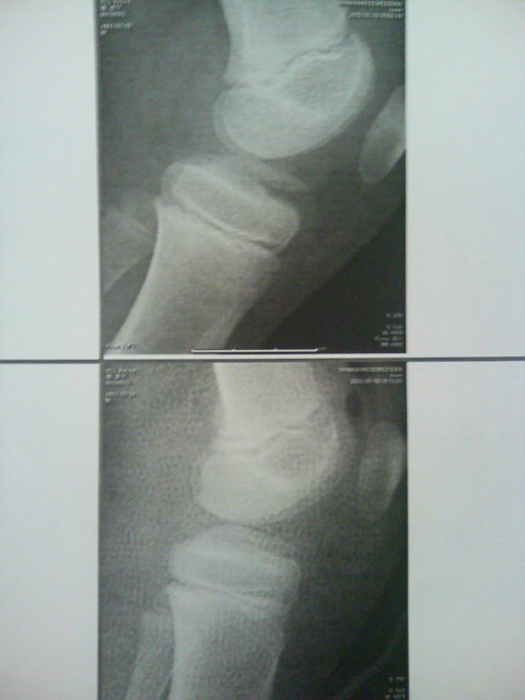 ���̉摜�̒��쌠��
Hiroshima Inline Hockey League(HIHL)�ɂ���܂��B�摜�f�[�^�̖��f�]�p�͌ł����f��\���グ�܂��B