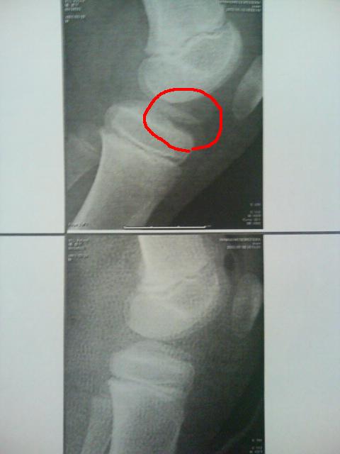 ���̉摜�̒��쌠��
Hiroshima Inline Hockey League(HIHL)�ɂ���܂��B�摜�f�[�^�̖��f�]�p�͌ł����f��\���グ�܂��B