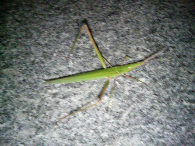 ���̉摜�̒��쌠��
Hiroshima Inline Hockey League(HIHL)�ɂ���܂��B�摜�f�[�^�̖��f�]�p�͌ł����f��\���グ�܂��B